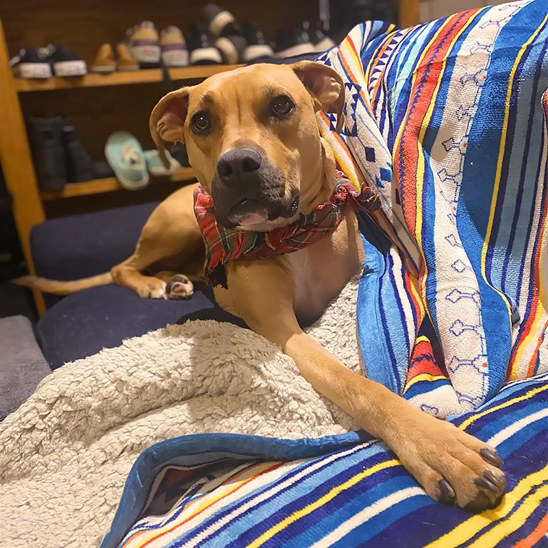 UKELER Boho Sherpa Throw 60'' x 50''- Bohemian Soft Plush Flannel Throw Blankets for Bed/Couch/Sofa/Office/Camping - Image 5